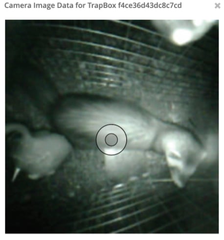 CageNode_Ferret_In_Cage