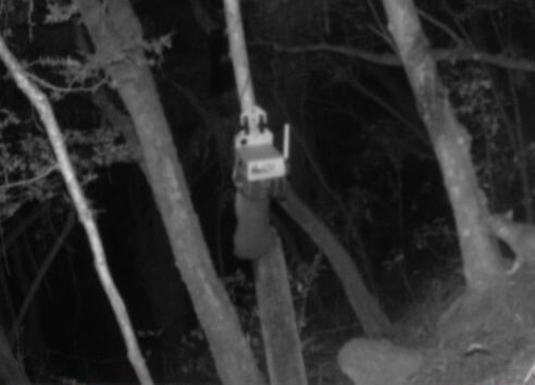 YarnMesh AI TrailCam - Halo Project - Possum and Cat - Night