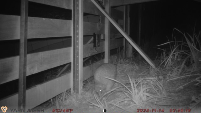 YarnMesh AI TrailCam - RMLT - Kiwi - Night