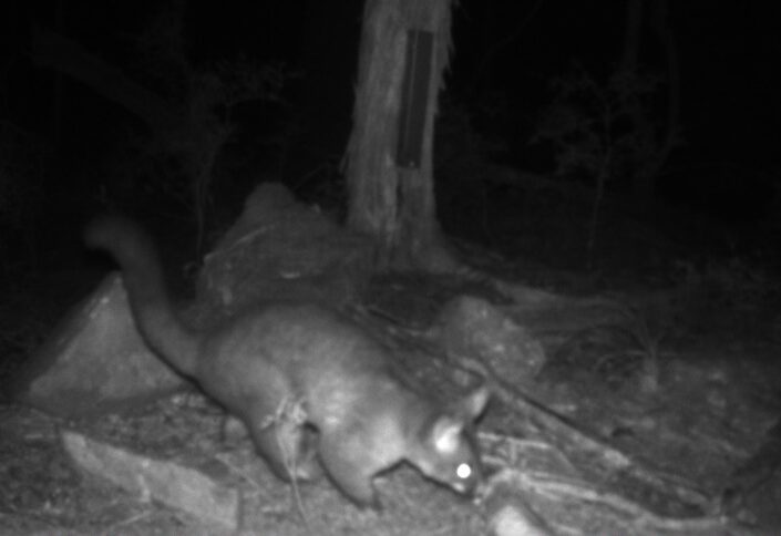 cropped-YarnMesh-AI-TrailCam-Halo-Project-Possum-Close-Up-Night-2