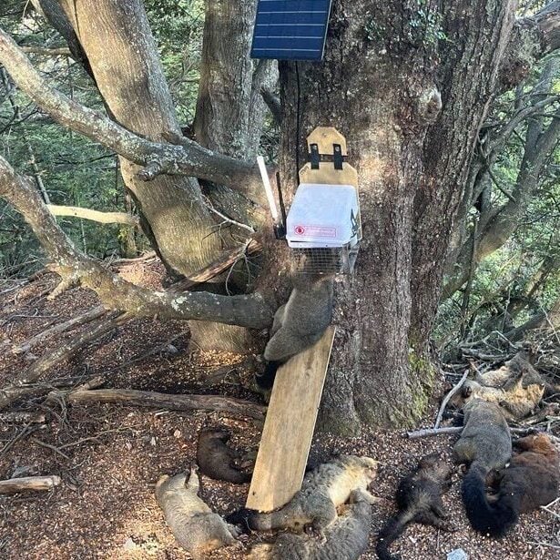 cropped-cropped-trap_tree_possums