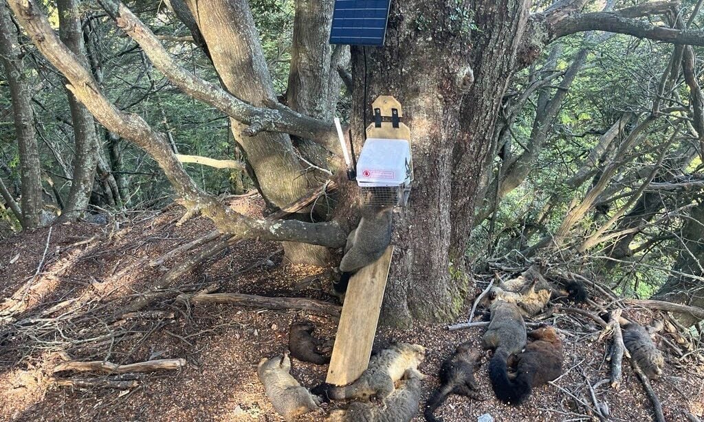 cropped-trap_tree_possums