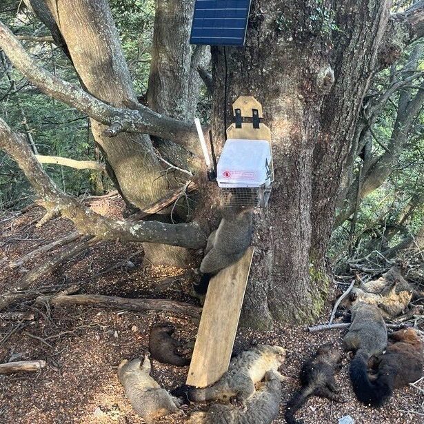 cropped-cropped-trap_tree_possums